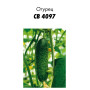 Семена Огурец СВ 4097 F1, 5шт зип-пакет (Голландия)