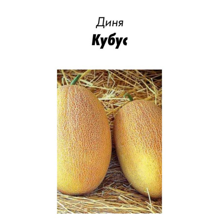 Семена Дыня Кубус F1, 10 шт в зип-пакете  (Голландия)