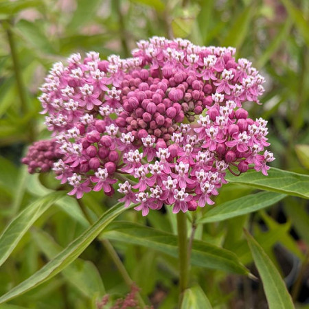 Ваточник (Asclepias) incarnata Soulmate