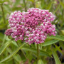 Ваточник (Asclepias) incarnata Soulmate