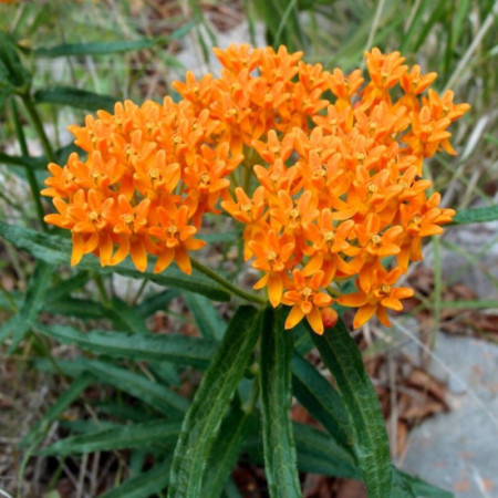 Ваточник (Asclepias) tuberosa