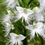 Поводник (Habenaria) Aoba