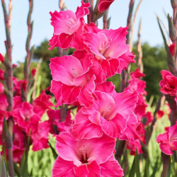 Гладиолус Fairytale Pink 14/16