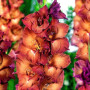 Гладиолус Indian Summer 14/16