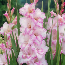 Гладиолус My Love 14/16