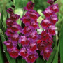 Гладиолус Velvet Raspberry (CHAMBERRY) 14/16