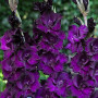 Гладиолус Deep Purple 10/12