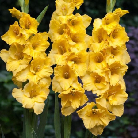 Гладиолус Yellowa 10/12