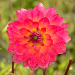 Георгина декоративная Kilburn Glow
