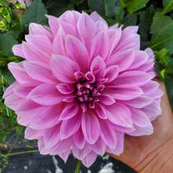 Георгина декоративная Lavender Perfection