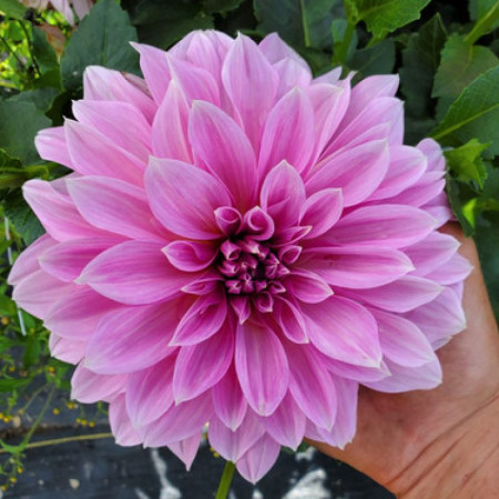 Георгина декоративная Lavender Perfection