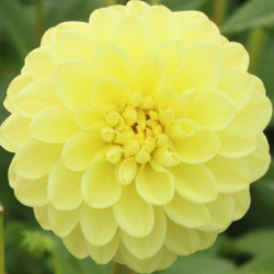 Георгина декоративная Yellow Heaven
