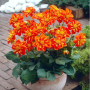 Георгина низкорослая воротниковая Alstergruss
