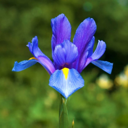 Ирис Голландский Blue Magic 10+