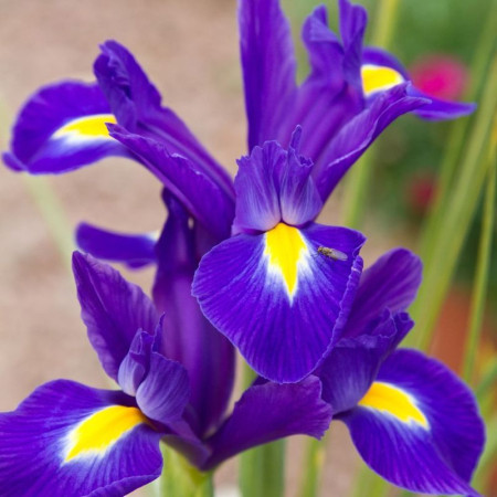 Ірис Голландський Discovery Purple опт