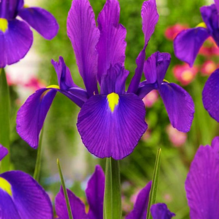 Ірис Голландський Purple Sensation 8/+