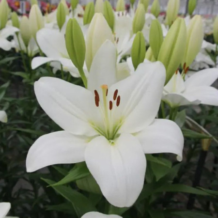 Лилия ЛА-гибрид Mary Ann 16/18