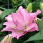 Лилия Махровая Roselily Cordula 18/20