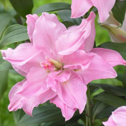 Лилия Махровая Roselily Editha 18/20