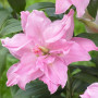 Лилия Махровая Roselily Editha 18/20