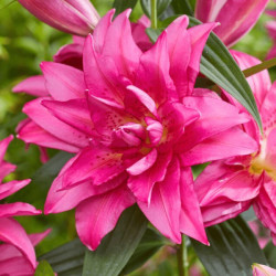Лилия Махровая Roselily Floretta 18/20