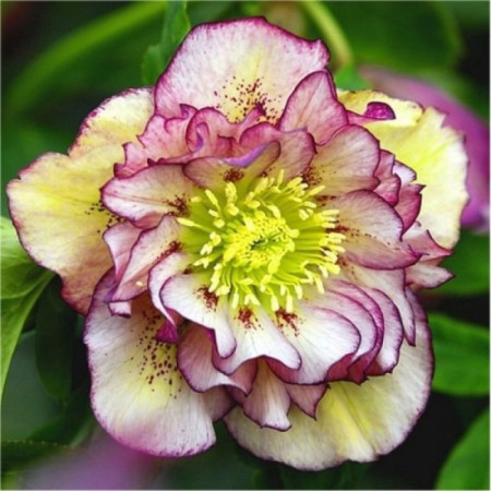 Морозник (Helleborus) Double Ellen Picotee