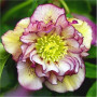 Морозник (Helleborus) Double Ellen Picotee