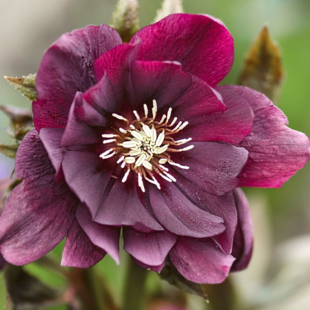 Морозник (Helleborus) Double Ellen Purple