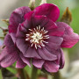 Морозник (Helleborus) Double Ellen Purple