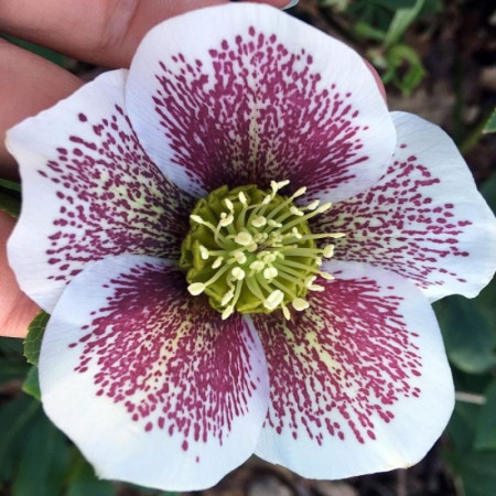 Морозник (Helleborus) Pretty Ellen Spotted