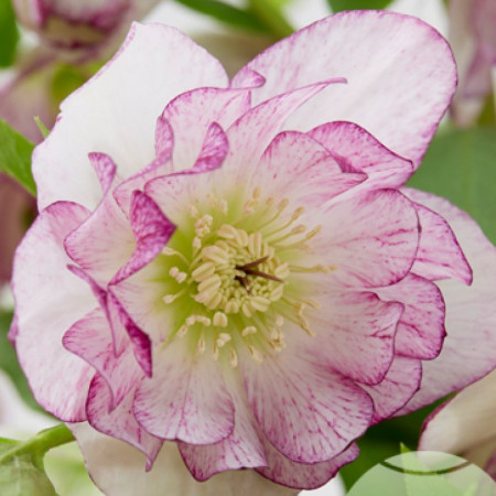 Морозник (Helleborus) Solar Bride