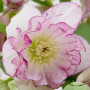 Морозник (Helleborus) Solar Bride