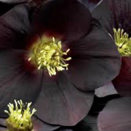 Морозник (Helleborus) Solar Night