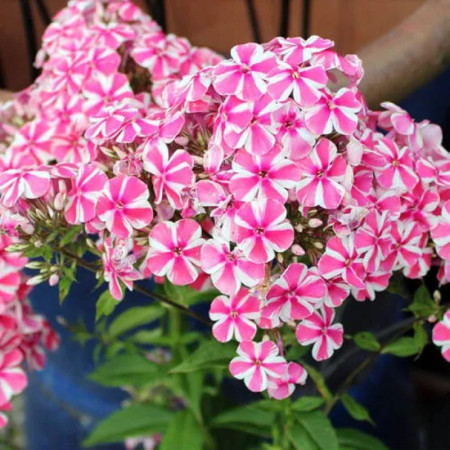 Флокс Peppermint Twist