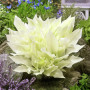Хоста White Feather ™