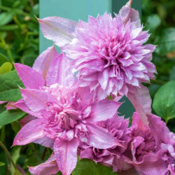 Клематис Multi Pink