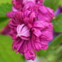 Клематис Purpurea Plena Elegans