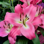 Лилия ОТ-гибрид Brusago 20/22