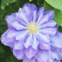 Клематис Blue Diamond