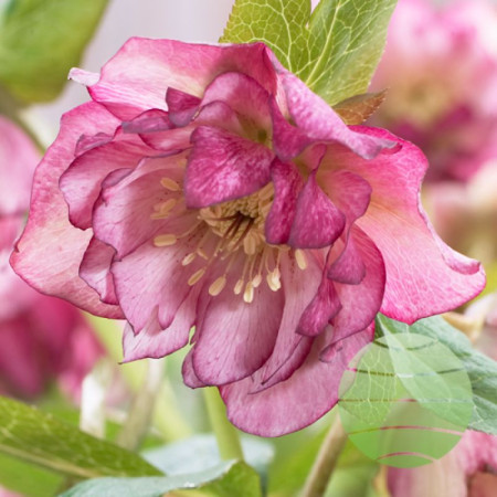 Морозник (Helleborus) Solar Sorbet