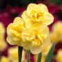 Нарцисс махровый букетный Yellow Cheerfulness 10/12