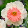 Нарцисс корончатый Pink Parasol 10/12