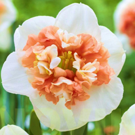 Нарцисс сплит-корона Fire Drill 14/16