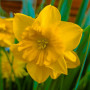 Нарцисс сплит-корона Yellow Parrot 10/12