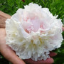 Пион Blush Queen 2/3