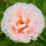 Пион Blushing Princess 3/5