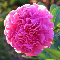 Пион Carnation Bouqet 3/5