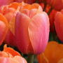 Тюльпан Дарвина Apricot Impression 14/+