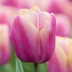 Тюльпан триумф Holland Beauty 12+