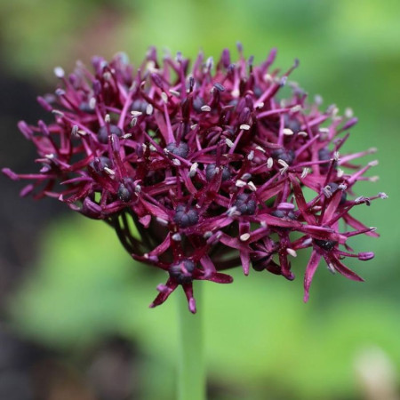 Аллиум декоративный Atropurpureum 10/+
